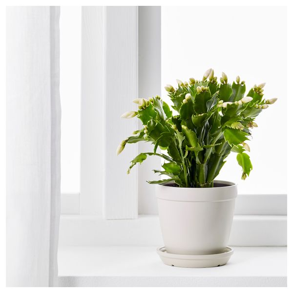 Растение в горшке SCHLUMBERGERA, Рождественский кактус (12 см) - схема-чертеж с размерами