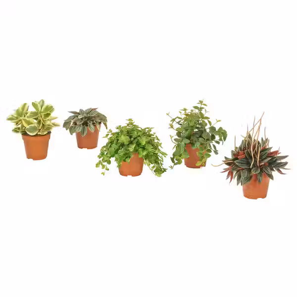 PEPEROMIA Растение в горшке - различные растения 12 см - фото 1