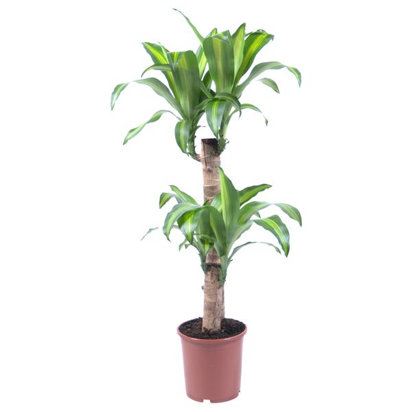 Растение в горшке DRACAENA MASSANGEANA, Драцена душистая, 2 стебля (19 см) - схема-чертеж с размерами