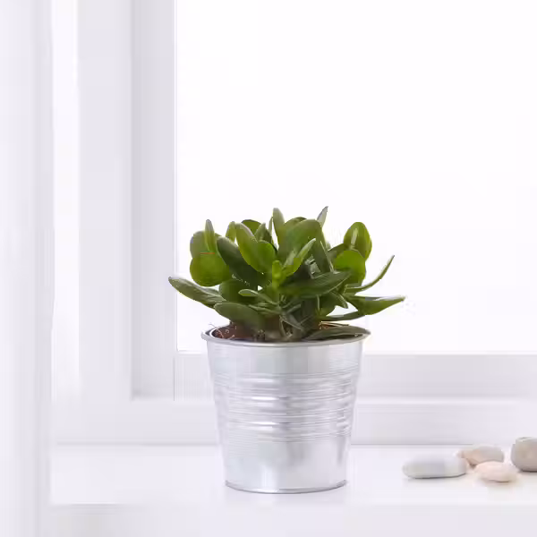 SUCCULENT Растение в горшке - различные растения 15 см - фото 2