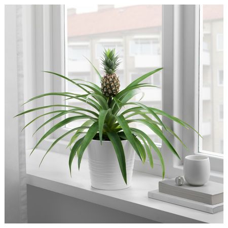 Растение в горшке, Ананас, 12 см IKEA АНАНАС 603.753.45