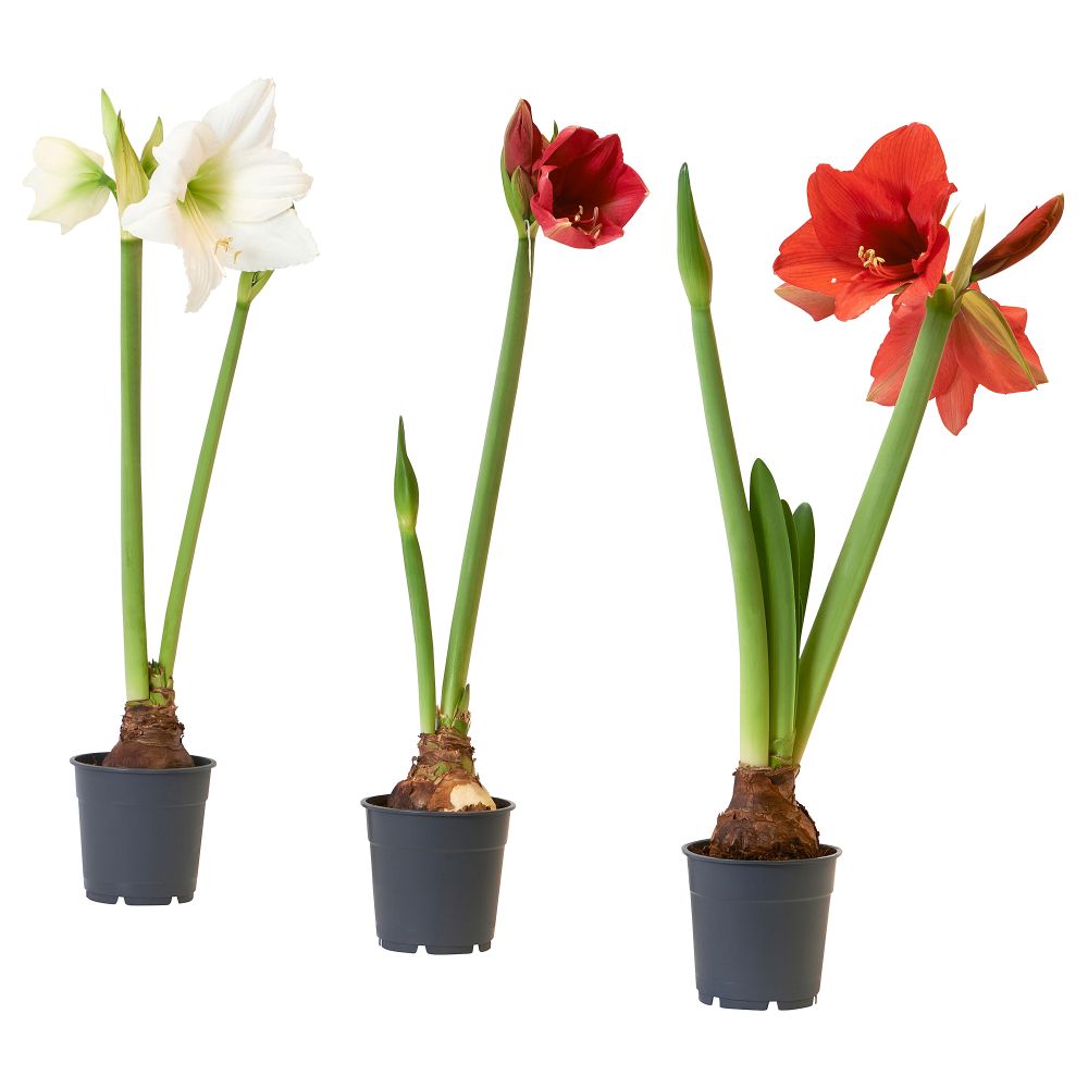 Растение в горшке IKEA HIPPEASTRUM 005.878.40 - фото 1