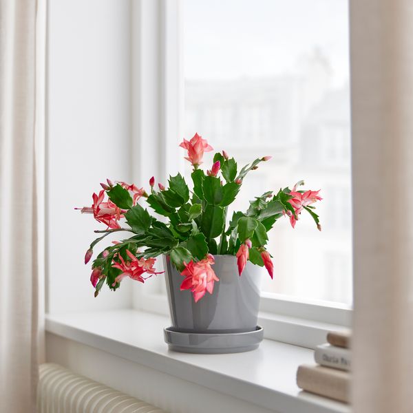 Растение в горшке, 12 см, Рождественский кактус IKEA SCHLUMBERGERA 205.617.02 - фото 4