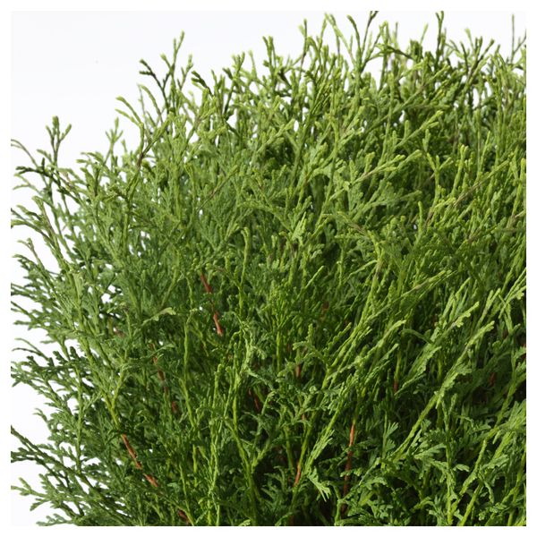 Растение в горшке ТУЯ, Thuja различные растения (26 см) - схема-чертеж с размерами