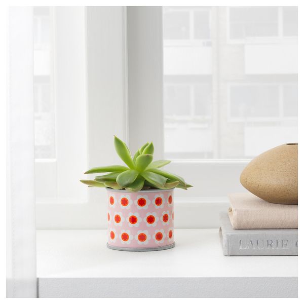 Комнатное растение в горшке СУККУЛЕНТЫ, различные растения (6 см) - фото 2