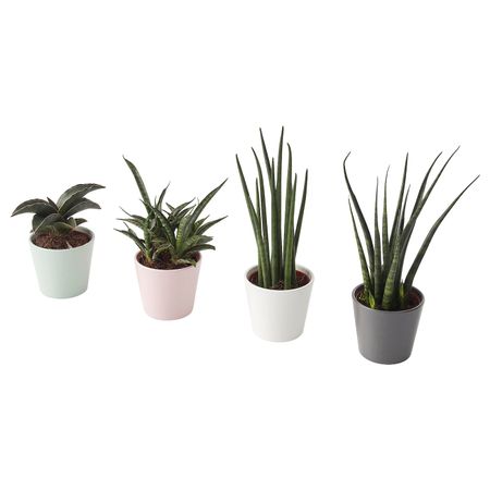 Комнатное растение в горшке, Сансевиерия разные цвета 6 см IKEA SANSEVIERIA САНСЕВИЕРИЯ 004.020.35