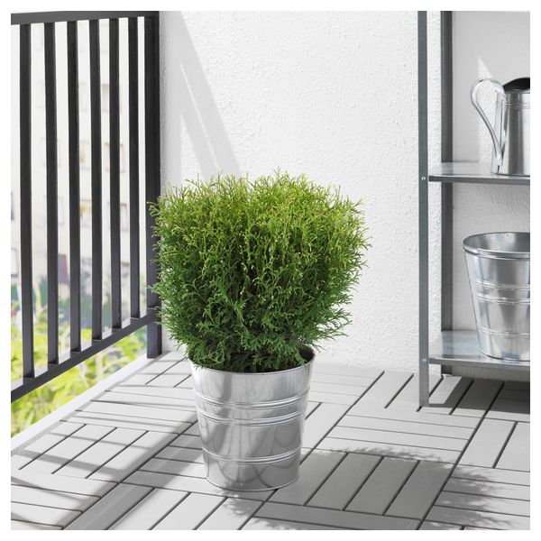 Растение в горшке ТУЯ, Thuja различные растения (26 см) - фото 2