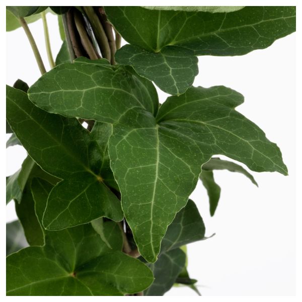 Растение в горшке HEDERA HELIX, Плющ различные растения (13 см) - схема-чертеж с размерами