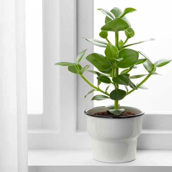 Кашпо, для дома, улицы/белый 12 см IKEA CITRONSYRA ЦИТРОНСЮРА 503.874.00 - фото 5