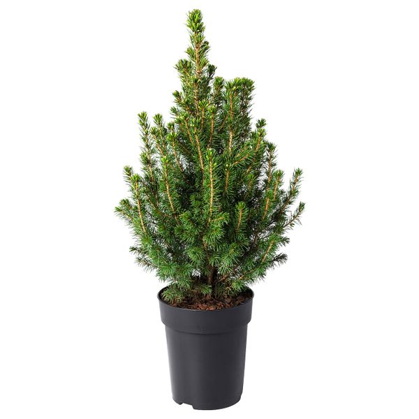 Растение в горшке, белая ель 15 см IKEA ПИЦЕЯ ГЛАУКА КОНИКА 104.793.07 - схема-чертеж с размерами