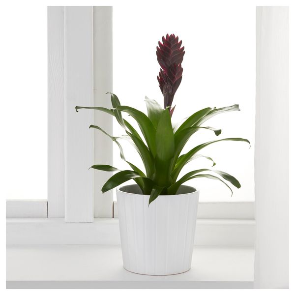 Растение в горшке BROMELIACEAE, Бромелия, различные растения (12 см) - фото 2