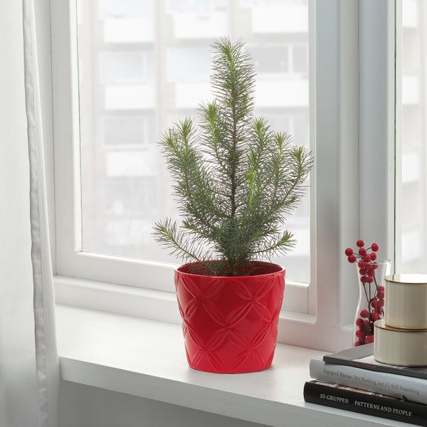 Кашпо, с рисунком красный, 12 см IKEA ВИНТЕРФЕСТ 204.329.13 - фото 2