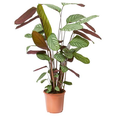 Растение в горшке, Калатея 24 см IKEA CALATHEA КАЛАТЕЯ 804.853.76