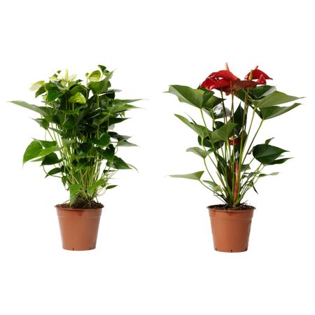 Растение в горшке ANTHURIUM, Антуриум (14 см)