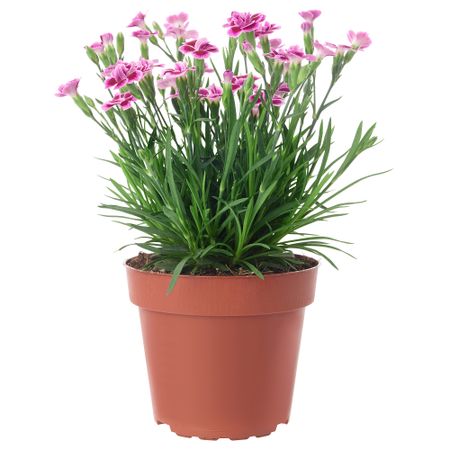 Растение в горшке, 12 см, гвоздика IKEA DIANTHUS 805.471.19