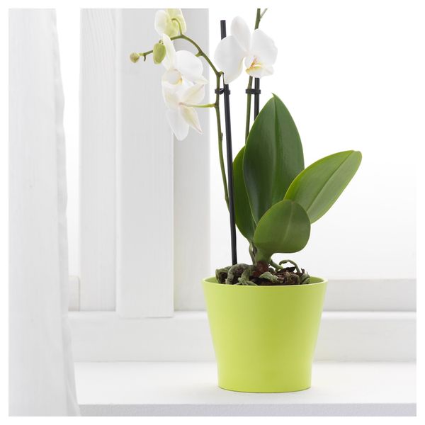 Кашпо ПАПАЙА, разные цвета (9 см) - фото 2