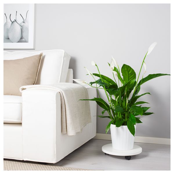 Растение в горшке SPATHIPHYLLUM, Спатифиллум (17 см) - схема-чертеж с размерами
