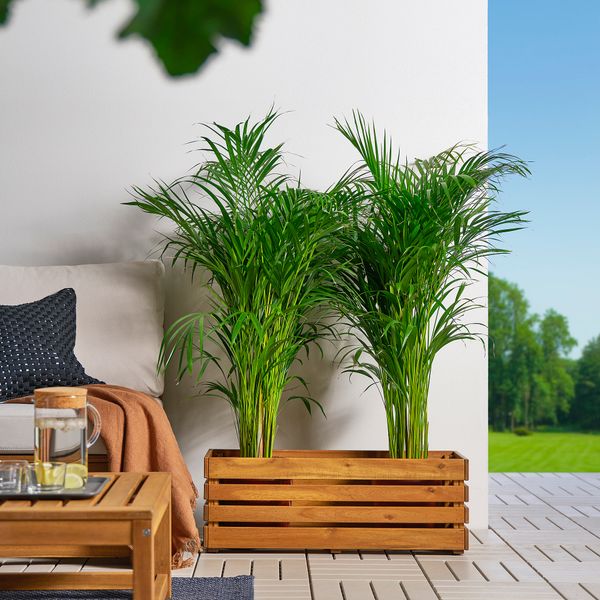 Ящик для цветов, для сада акация, 75x27 см IKEA STJÄRNANIS СТЭРНАНИС 105.847.75 - фото 3