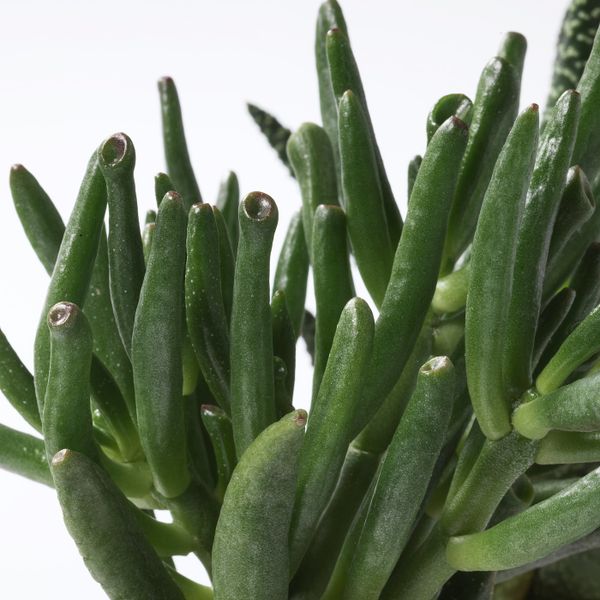 Комнатное растение в горшке, розовый 12 см IKEA SUCCULENT СУККУЛЕНТЫ 003.719.82 - фото 3