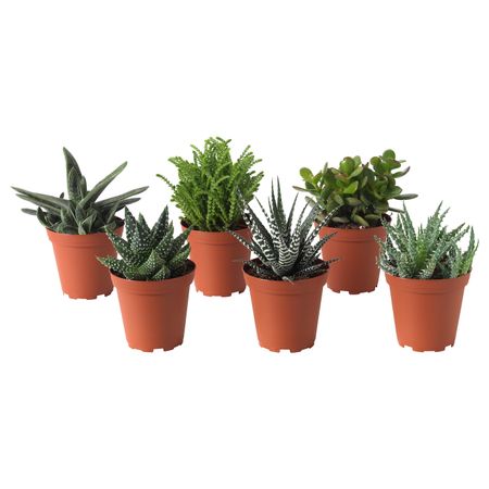 Растение в горшке, различные растения 9 см IKEA SUCCULENT СУККУЛЕНТЫ 103.719.67