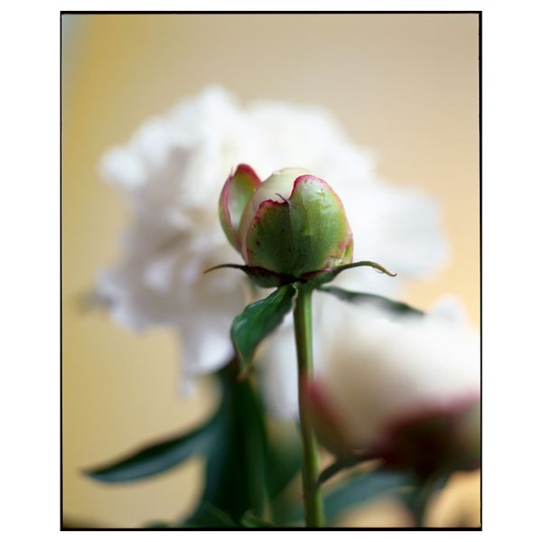 Формовая свеча, ароматическая ЭСТИМЕРА, Цветущий жасмин, синий (14 см) - фото 2