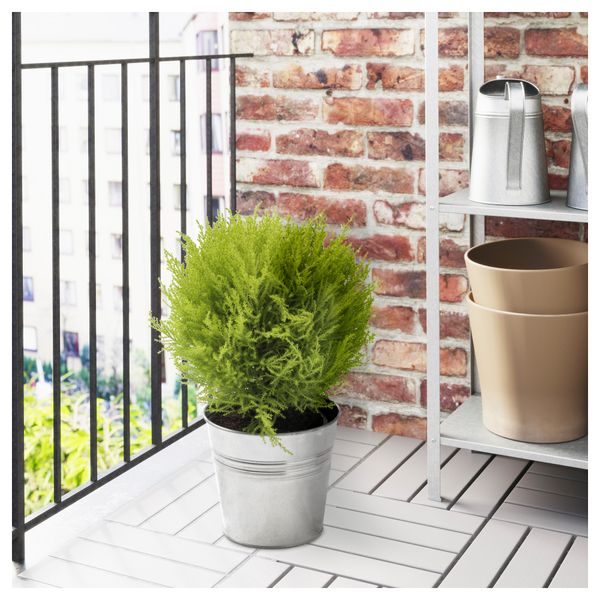 Растение в горшке CUPRESSUS MACROCARPA, кипарис, шар (17 см) - фото 2