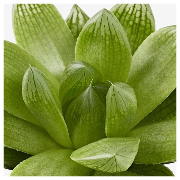 Комнатное растение в горшке СУККУЛЕНТЫ, различные растения (6 см) - фото 3