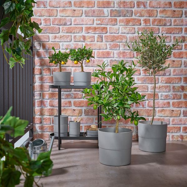 Растение в горшке IKEA OLEA EUROPAEA 205.746.34 - фото 3