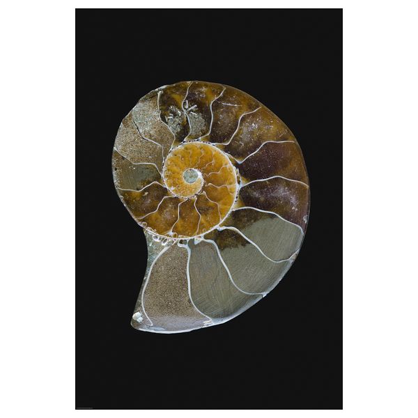 Постер, 61x91 см, Наутилус IKEA DRÖMBILD ДРЁМБИЛЬД 405.679.77 - фото 2