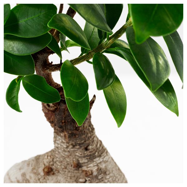 Комнатное растение в горшке ФИКУС МИКРОКАРПА ГИНСЕНГ, бонсай, разные цвета (14 см) - схема-чертеж с размерами