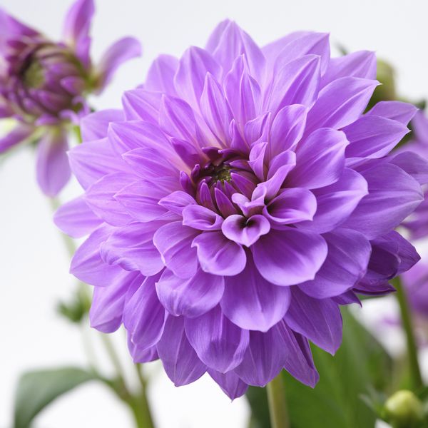 Растение в горшке, Георгин разные цвета, 17 см IKEA DAHLIA 305.923.88 - схема-чертеж с размерами