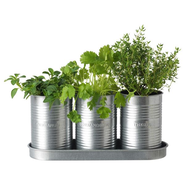 Набор для выращивания рассады ФРОЭР, травы кориандр, душица чабрец - фото 2