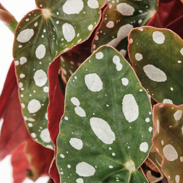 Растение в горшке IKEA BEGONIA MACULATA 905.982.31 - схема-чертеж с размерами