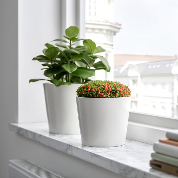 Растение в горшке IKEA NERTERA GRANADENSIS 206.041.36 - фото 2