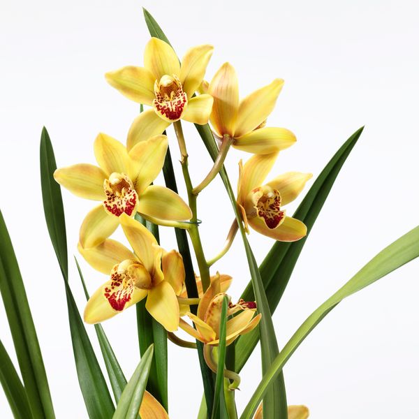 Растение в горшке, Орхидея разные цвета, 12 см IKEA CYMBIDIUM 205.878.39 - схема-чертеж с размерами