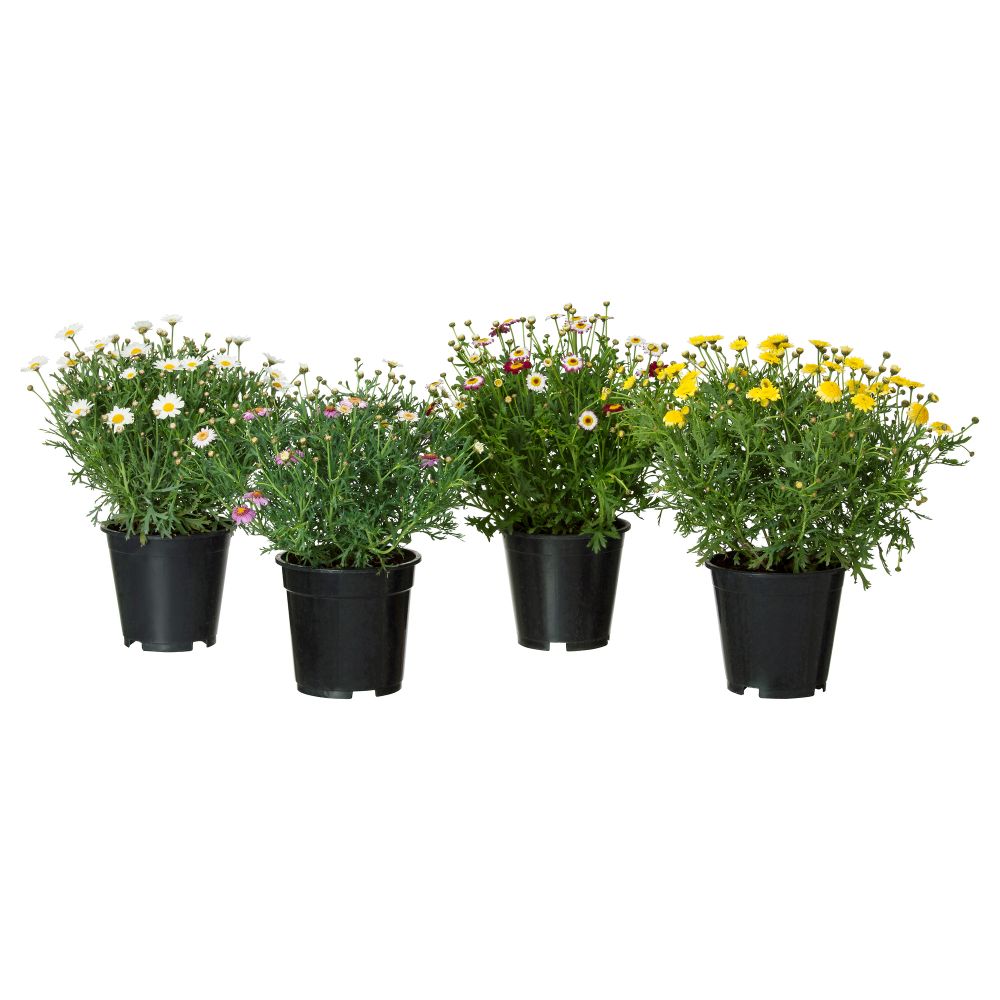 Растение в горшке IKEA ARGYRANTHEMUM FRUTESCENS 605.923.77 - фото 1