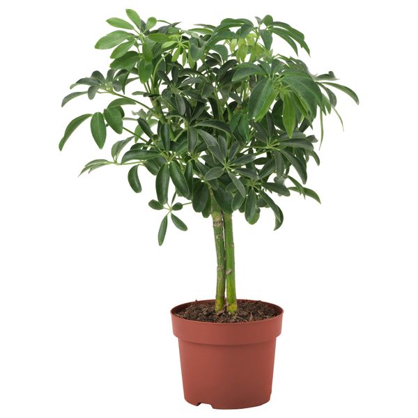Растение в горшке FICUS BENJAMINA 'NATASJA', Фикус Бенджамина "Наташа" (12 см) - фото 4