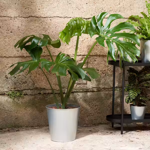 ÅKERBÄR Кашпо - д/дома/улицы/оцинковка 24 см - фото 3