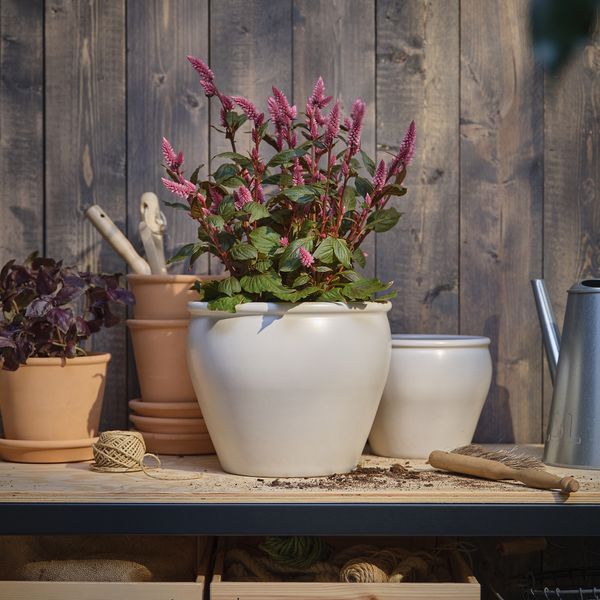 Растение в горшке, Целозия, 19 см IKEA CELOSIA 705.982.32 - фото 2