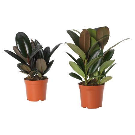 Растение в горшке, 19 cm IKEA FICUS ФИКУС ELASTICA 805.060.86