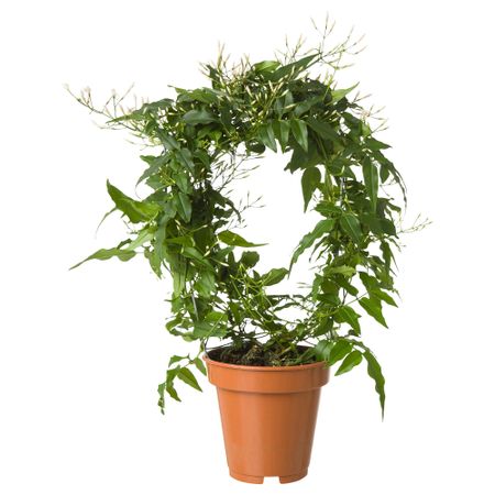 Растение в горшке JASMINUM (12 см)