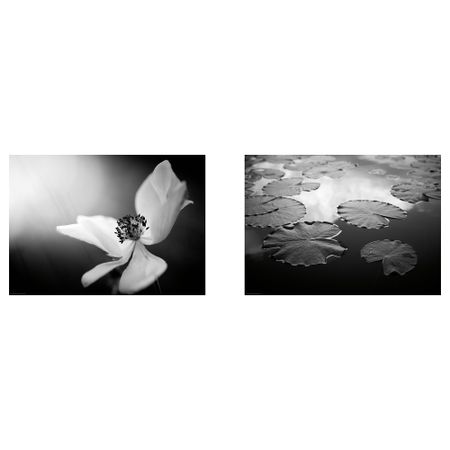 Постер, Лесная жизнь, 70x50 см IKEA DRÖMBILD ДРЁМБИЛЬД 304.418.51