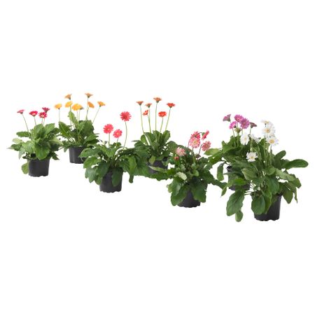 Растение в горшке ГЕРБЕРА, различные растения (17 см)