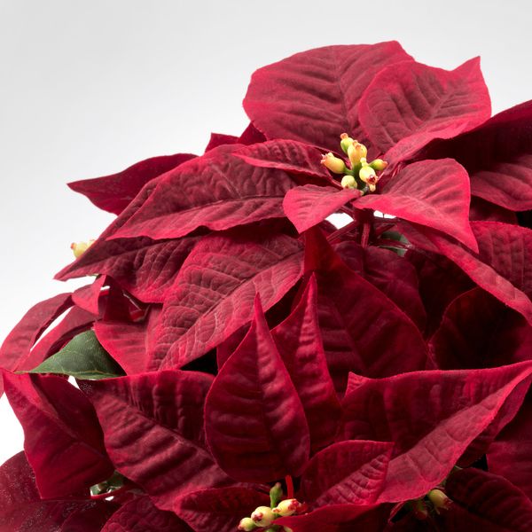 Искусственное растение в горшке, "Рождественская звезда" красный, 12 см IKEA ВИНТЕРФЕСТ 704.344.72 - схема-чертеж с размерами