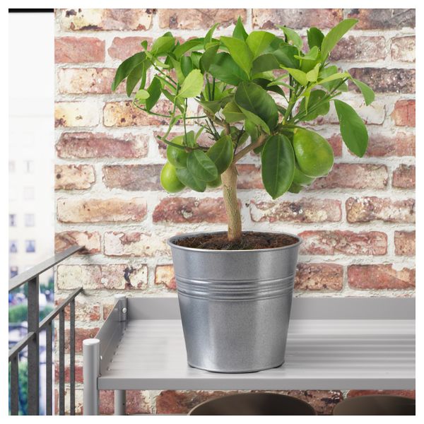 Растение в горшке CITRUS, лимон, различные растения (15 см) - схема-чертеж с размерами