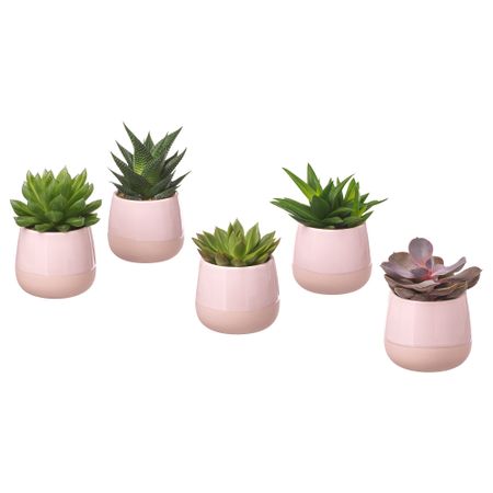 Комнатное растение в горшке, розовый, 6 cm IKEA SUCCULEN ЛЕНT СУККУЛЕНТЫ 803.432.78