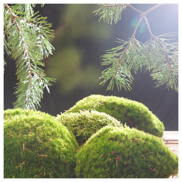 Ароматич свеча в стакане, 3 фитиля КНЭККА, Сосна и мох (7 см) - фото 2