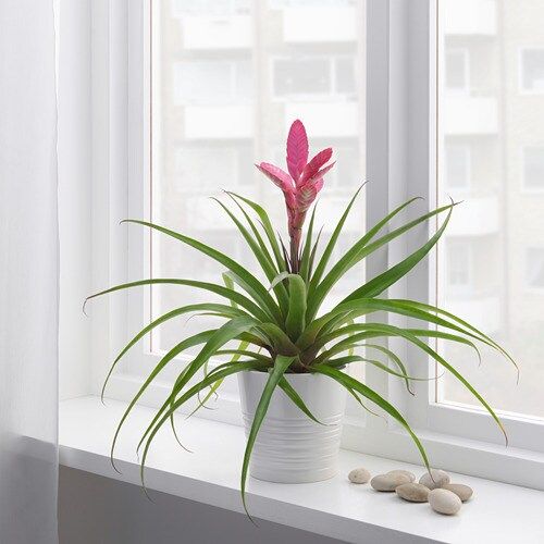 Растение в горшке, 12 см IKEA ТИЛЛАНДСИЯ 503.755.86 - фото 2