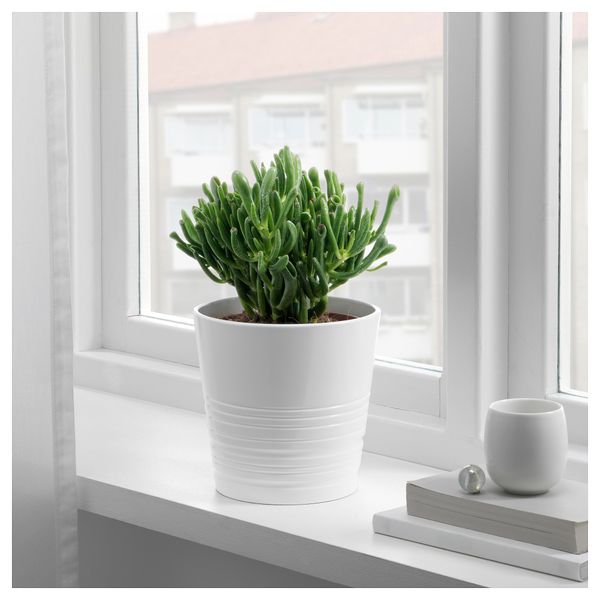 Растение в горшке СУККУЛЕНТЫ, различные растения (15 см) - фото 2