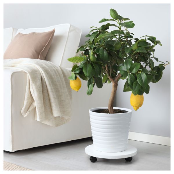 Растение в горшке CITRUS, лимон различные растения (21 см) - фото 3